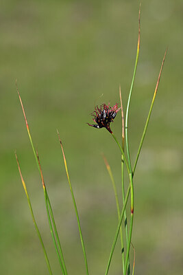 BUITEN BEELD Foto: 444997