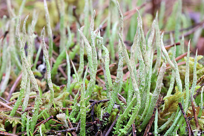 BUITEN BEELD Foto: 444998