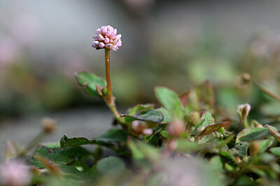 BUITEN BEELD Foto: 445001