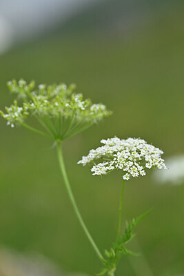 BUITEN BEELD Foto: 445002