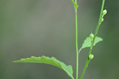 BUITEN BEELD Foto: 445003