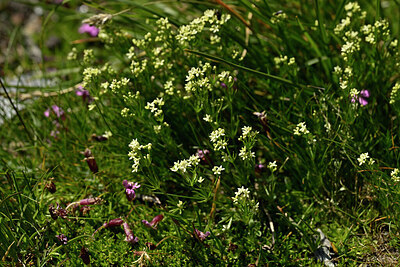 BUITEN BEELD Foto: 445005