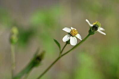 BUITEN BEELD Foto: 445007