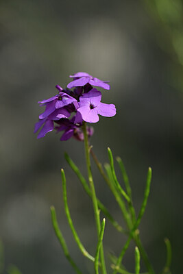 BUITEN BEELD Foto: 445008