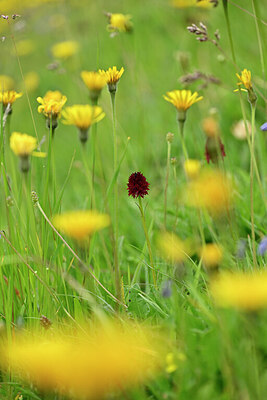 BUITEN BEELD Foto: 445009