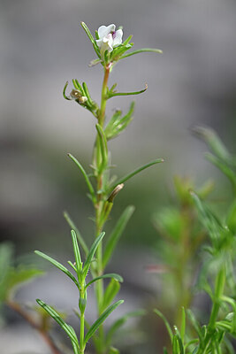 BUITEN BEELD Foto: 445010