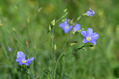 BUITEN BEELD Foto: 445013