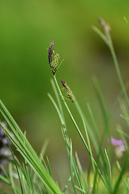 BUITEN BEELD Foto: 445014