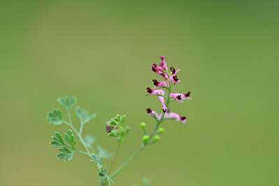 BUITEN BEELD Foto: 445015