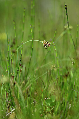 BUITEN BEELD Foto: 445016