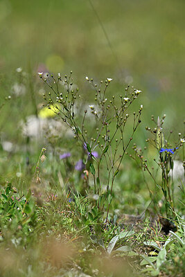 BUITEN BEELD Foto: 445017