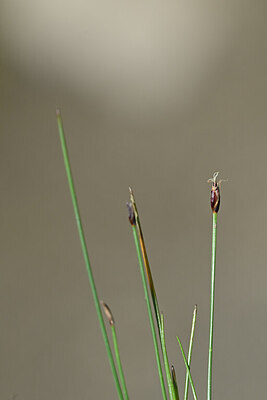 BUITEN BEELD Foto: 445018