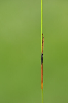 BUITEN BEELD Foto: 445019