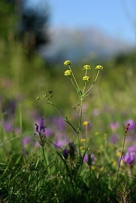 BUITEN BEELD Foto: 445022
