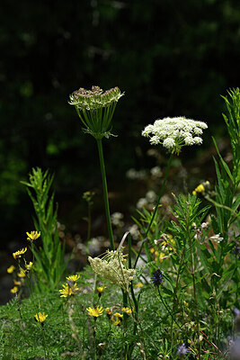 BUITEN BEELD Foto: 445023