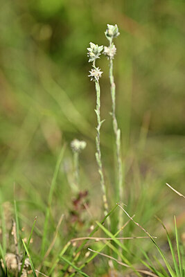 BUITEN BEELD Foto: 445024
