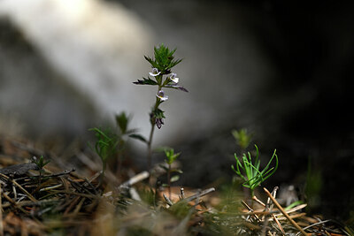 BUITEN BEELD Foto: 445025