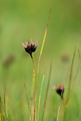 BUITEN BEELD Foto: 445027