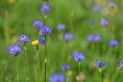 BUITEN BEELD Foto: 445029
