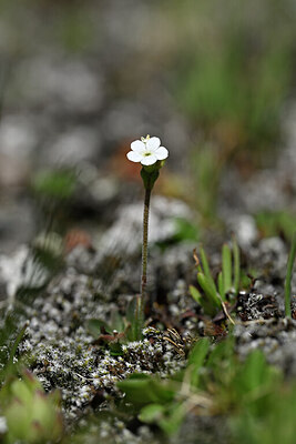 BUITEN BEELD Foto: 445030