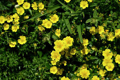 BUITEN BEELD Foto: 445031