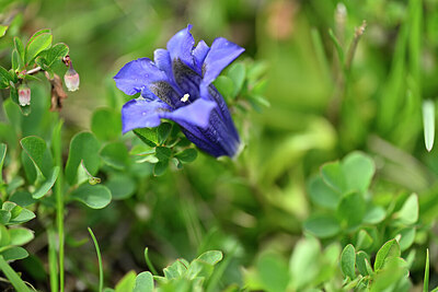 BUITEN BEELD Foto: 445033