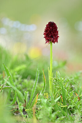 BUITEN BEELD Foto: 445034