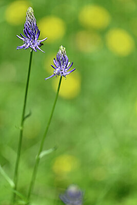 BUITEN BEELD Foto: 445035