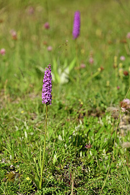BUITEN BEELD Foto: 445036