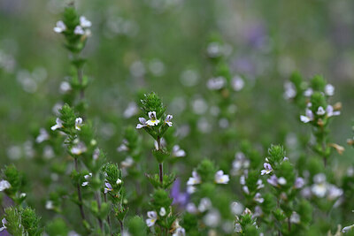 BUITEN BEELD Foto: 445039