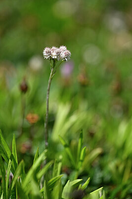 BUITEN BEELD Foto: 445040