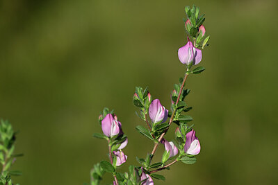 BUITEN BEELD Foto: 445041