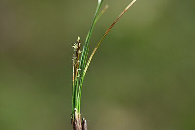 BUITEN BEELD Foto: 445043