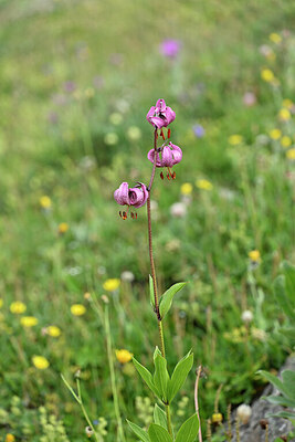 BUITEN BEELD Foto: 445045