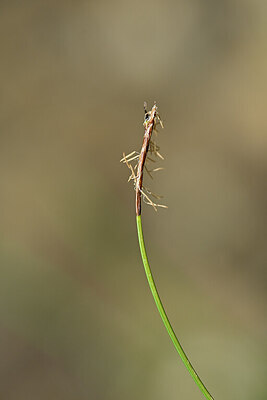 BUITEN BEELD Foto: 445048