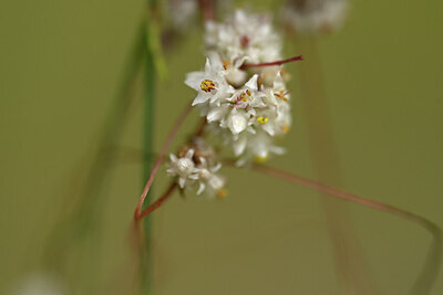 BUITEN BEELD Foto: 445049