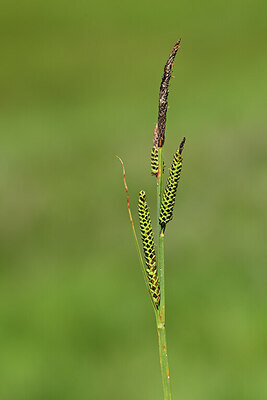 BUITEN BEELD Foto: 445050