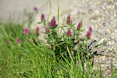 BUITEN BEELD Foto: 445051