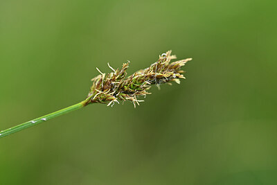 BUITEN BEELD Foto: 445053