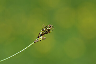 BUITEN BEELD Foto: 445055
