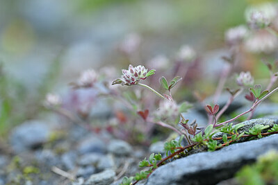 BUITEN BEELD Foto: 445059