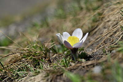 BUITEN BEELD Foto: 445060