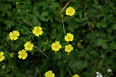 BUITEN BEELD Foto: 445062
