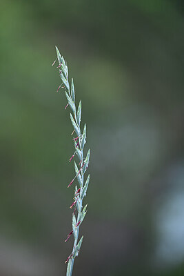 BUITEN BEELD Foto: 445065