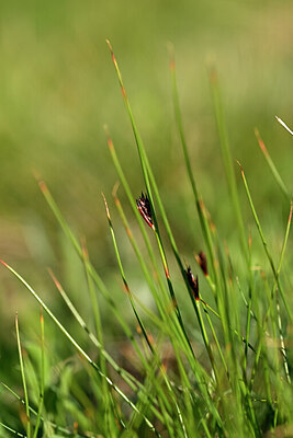 BUITEN BEELD Foto: 445067