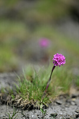 BUITEN BEELD Foto: 445068