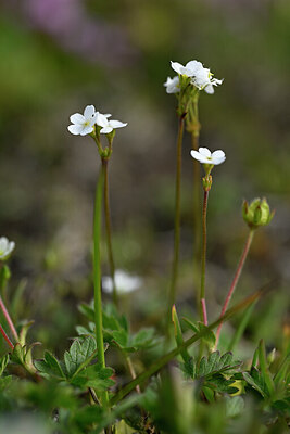 BUITEN BEELD Foto: 445069