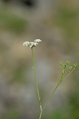 BUITEN BEELD Foto: 445070