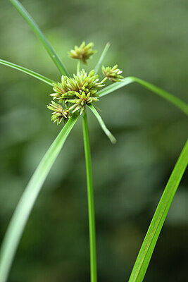BUITEN BEELD Foto: 445071