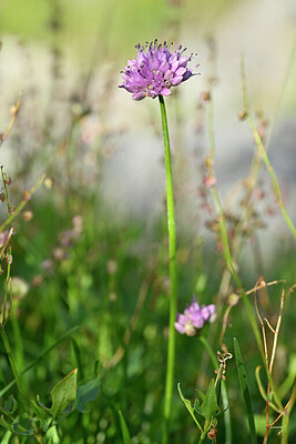 BUITEN BEELD Foto: 445073